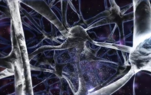 Neurons